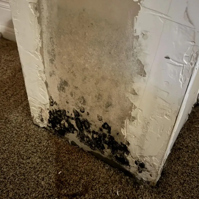 Professional Mold Removal in Camino, CA